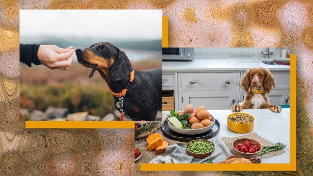 Transform your dog’s health with a Pure Pet Food subscription from 89p per day