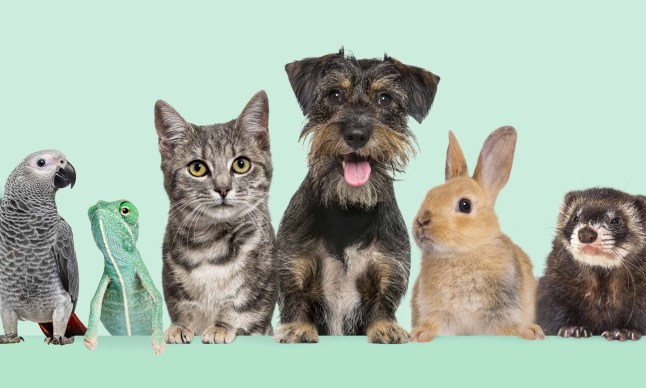 Group of pets together on top of an empty web banner to place text. Cats, dogs, rabbit, ferret, rodent, fish, reptile, bird